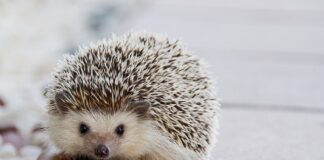 Jaka twardość kołek do deskorolki?