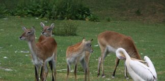 Jak stosować ałun pod pachy?