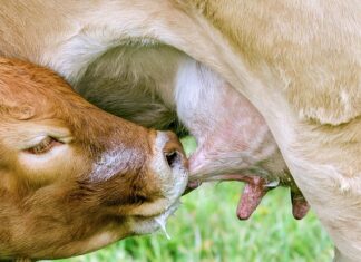 Czy można dać smoczka noworodkowi? Czy można dać smoczka noworodkowi?