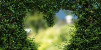 Kiedy powstają wady serca u płodu?