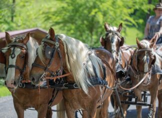 Jak zrobić drewnianą klatkę dla królików?