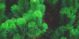 Czy można kupić sam pień do choinki?