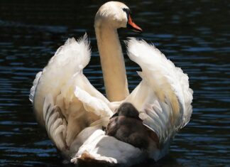 Czy foteliki Cybex są dobre?