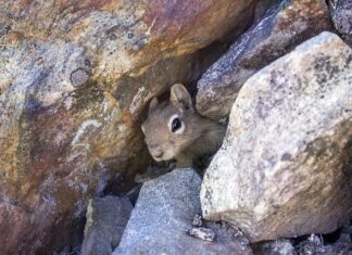 Jak zrobić legowisko dla kota na dworze?