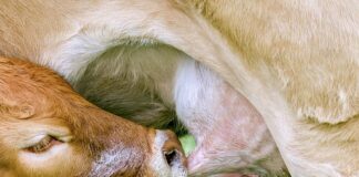 Jakie smoczki Najlepsze?