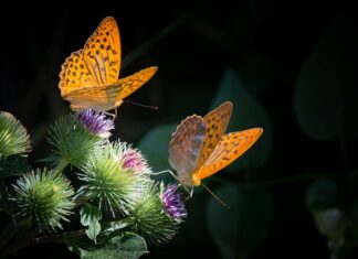 Co to jest masa sensoryczna?