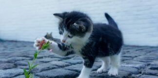 Co zrobić żeby mieć ładne pismo?